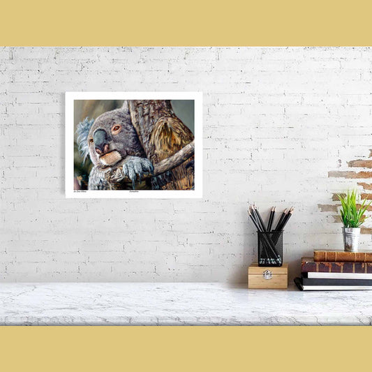 🐨Contemplation — Patient Spirit