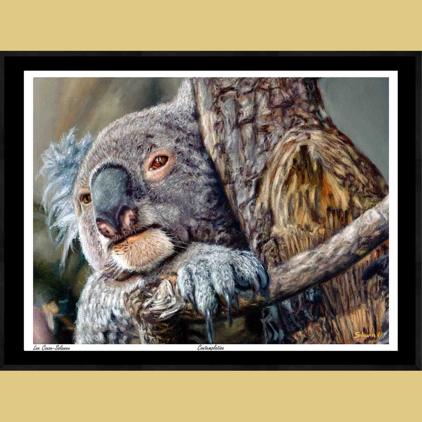 🐨Contemplation — Silent Wisdom