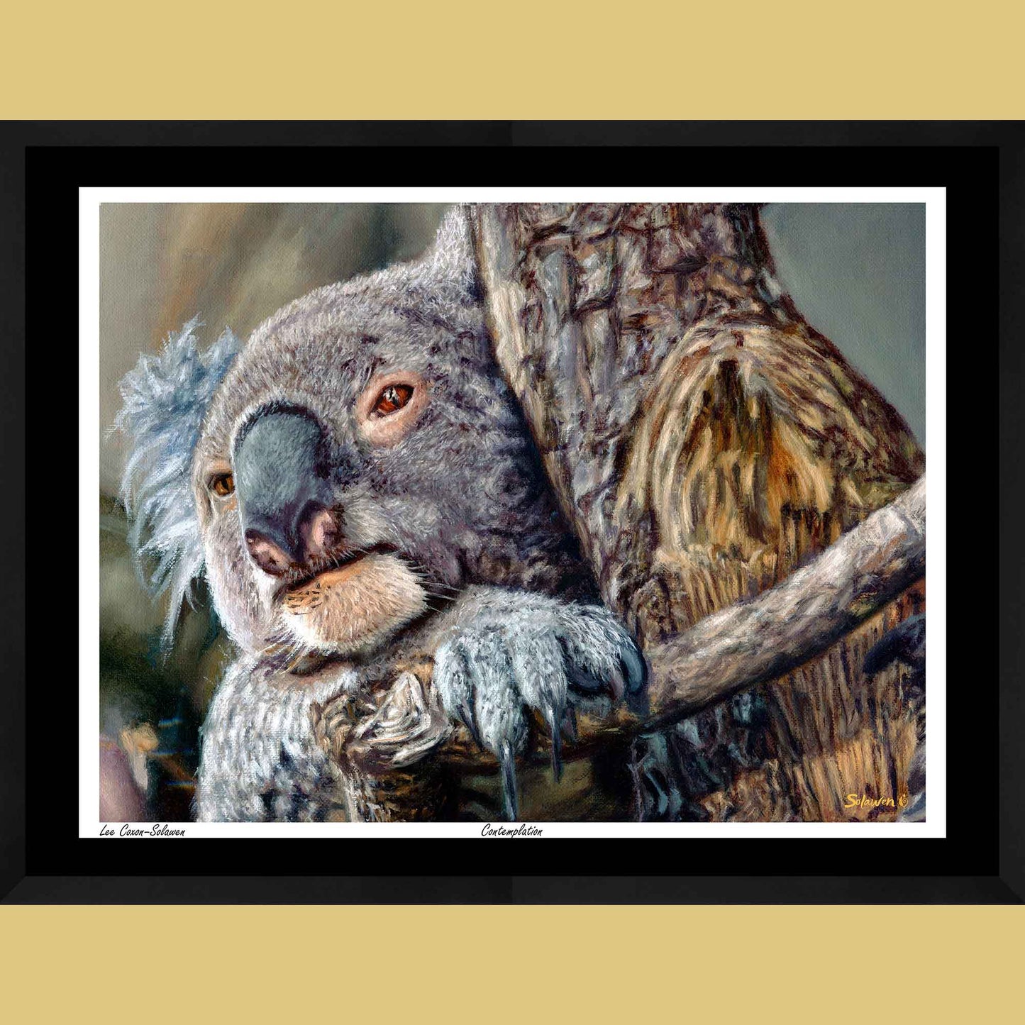 🐨Contemplation — Silent Wisdom