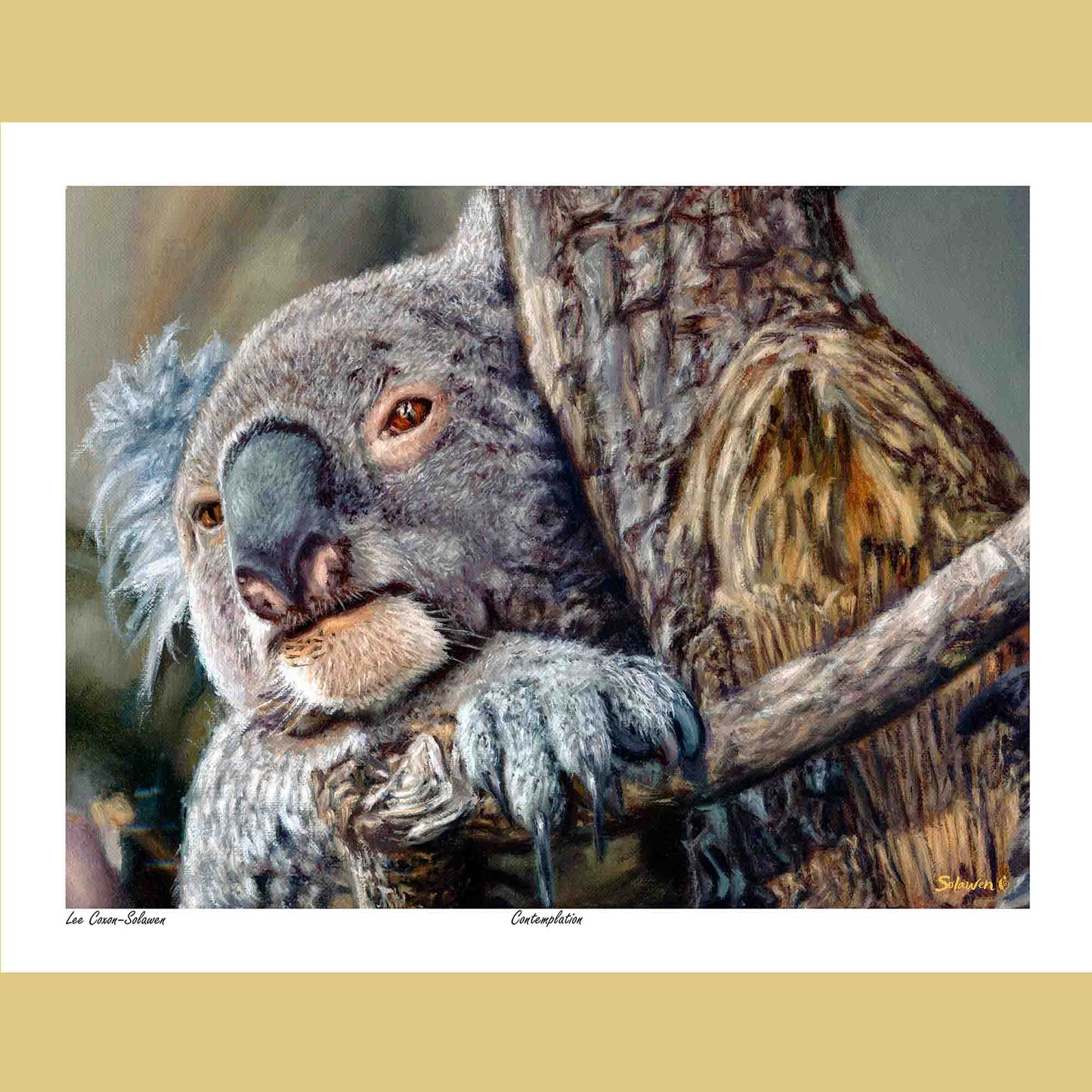 🐨Contemplation — Patient Spirit