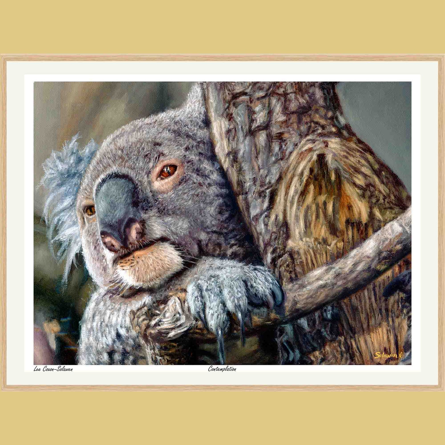 🐨Contemplation — Silent Wisdom