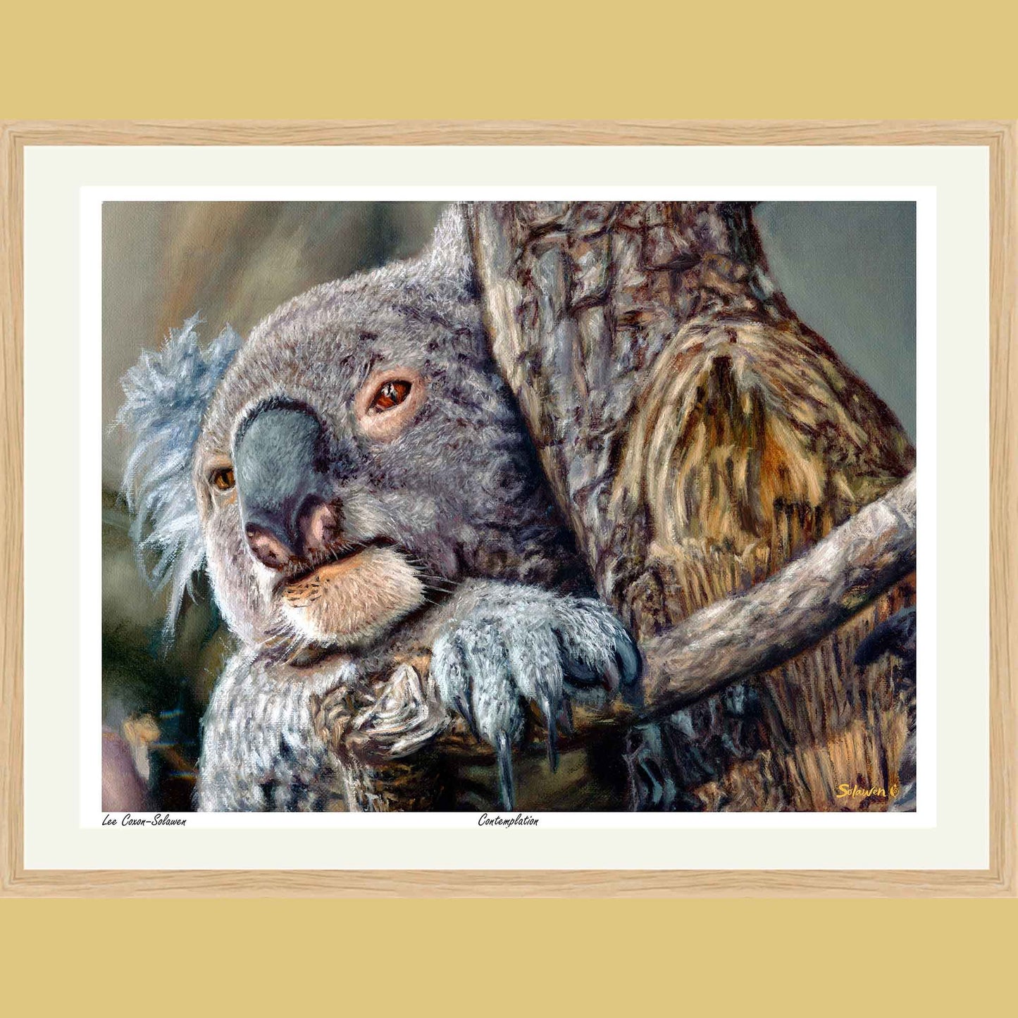 🐨Contemplation — Silent Wisdom