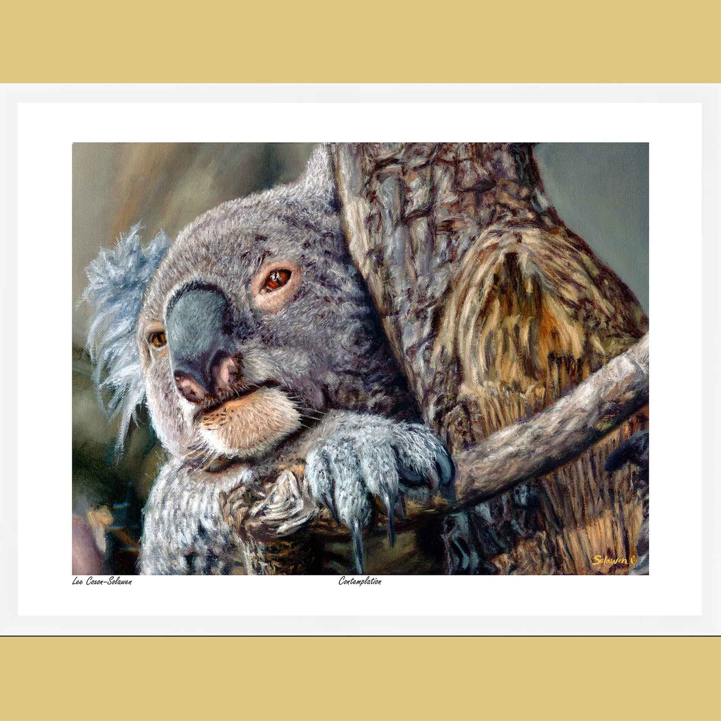 🐨Contemplation — Silent Wisdom